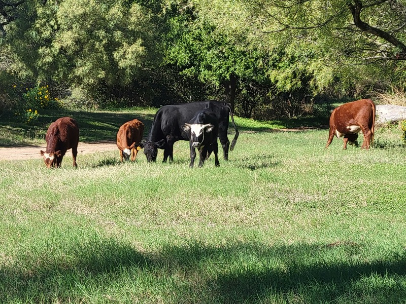 Cattle grazing beneath trees on a regenerative farm
