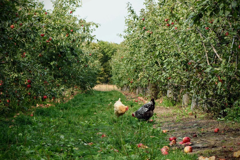 Chickens moving through an orchard in an agroforestry system